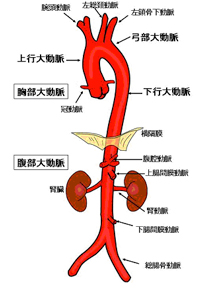 大動脈とは？